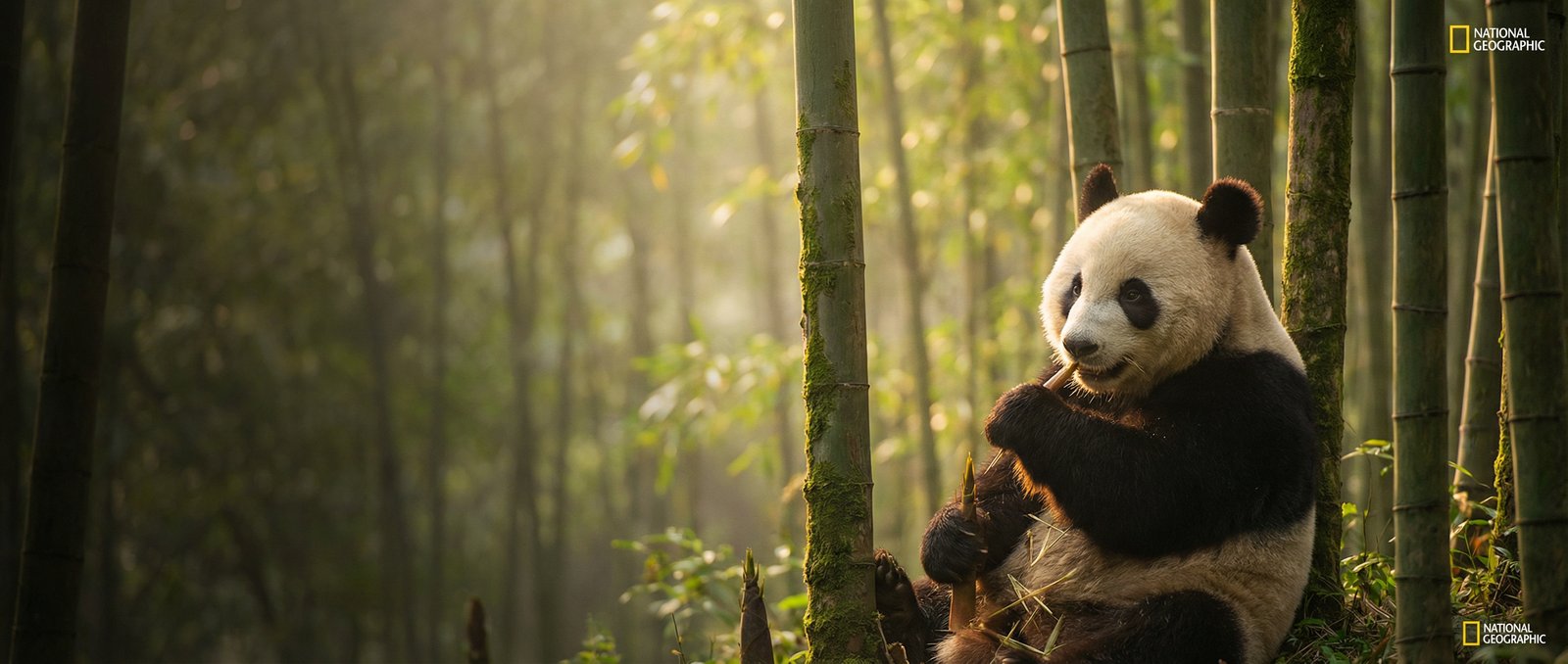 母狗官网动物写真与视频社区